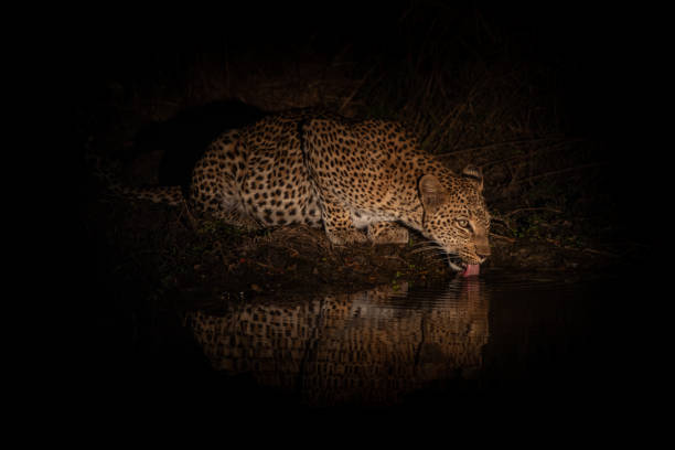 Leopard Drinking in the Dark stock photo