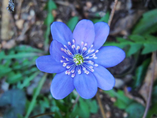 blue anemone - anemone blu mountain flower, blue anemone, poisonous toxic flower - mountain flower, blue anemone, poisonous toxic flower anemone flower photos stock pictures, royalty-free photos & images