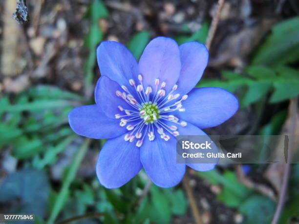 Blue Anemone Anemone Blu Stock Photo - Download Image Now - Flower, Anemone Flower, Mountain