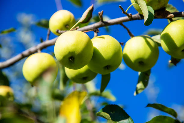 istock green apples on the tree in the garden. selective focus 1277776067