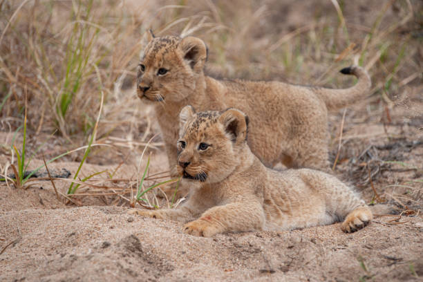 istock Young Lion Cub in dry Riverbed 1277777157