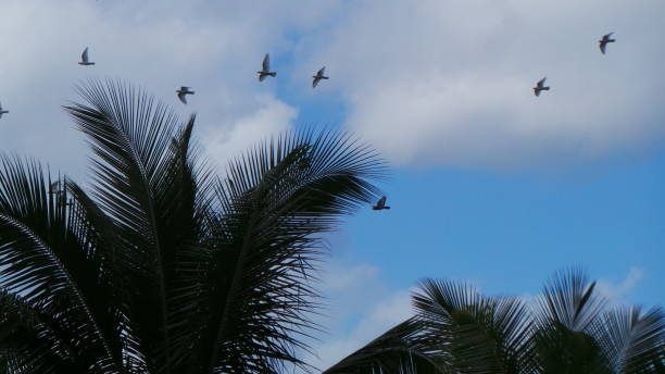istock Waikiki / Hawaii/ Seagulls Flight 1277777300