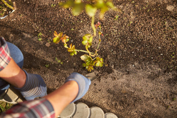 istock Gardener digging in the ground with a trowel 1277777335