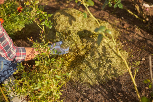 istock Hay protecting a flowerbed from an upcoming cold 1277777336