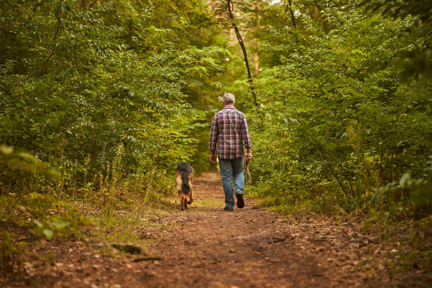 istock Grey-haired man and his german shepherd walking in the woods 1277777395