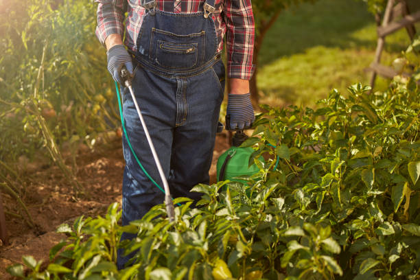istock Responsible gardener spraying plants in his garden 1277777397