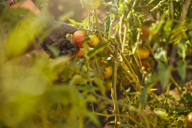istock Tomato plant touched by a caring gardener 1277777399