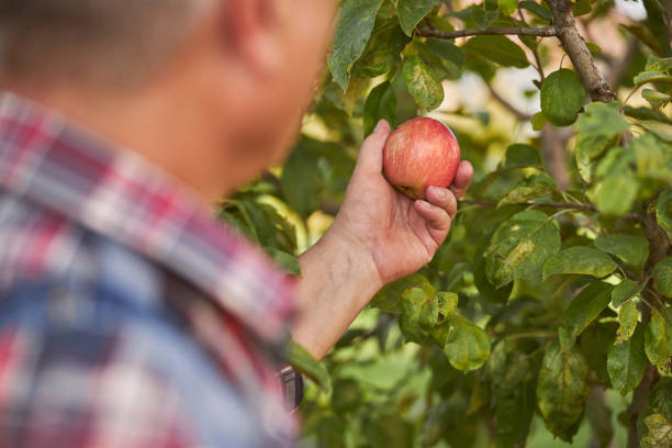 istock Senior gardener picking an apple from a tree 1277777410