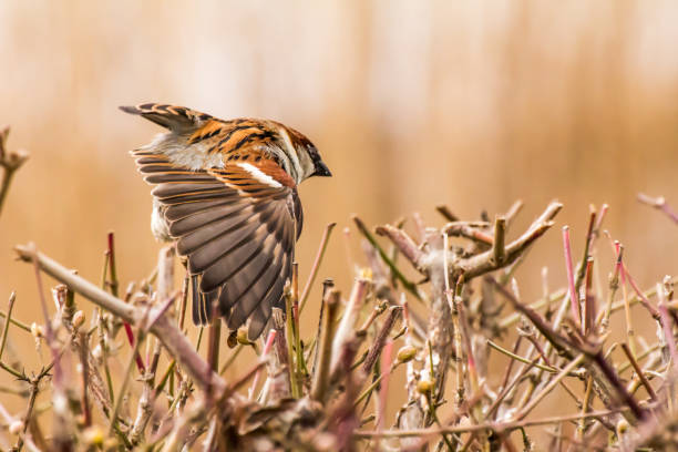 istock House sparrow or Passer domesticus 1277777417