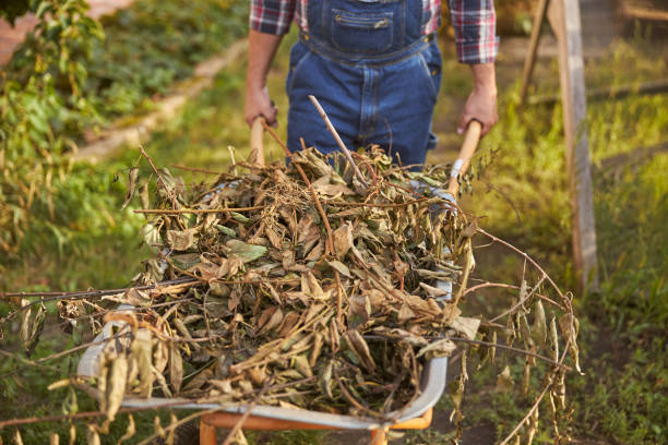 istock Full trolley of dry weeds for making compost 1277777427