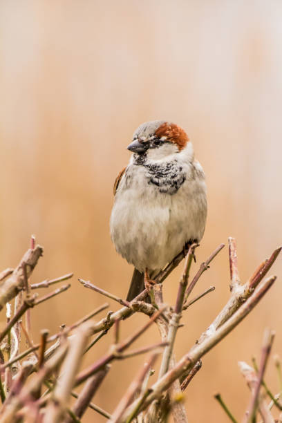 istock House sparrow or Passer domesticus 1277777735