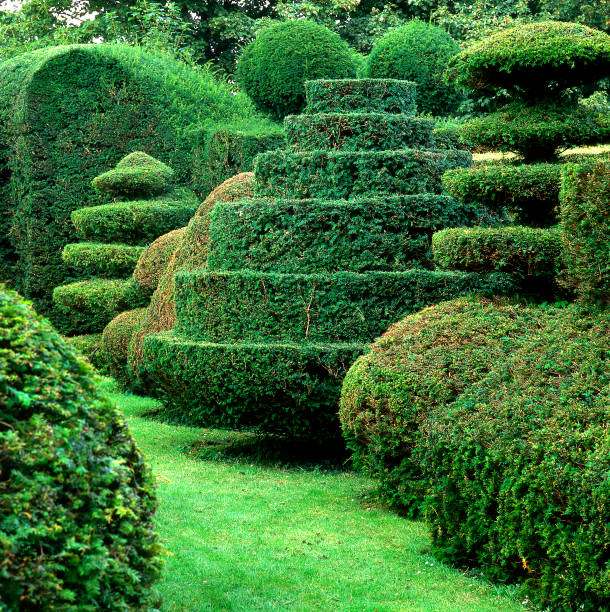 Yew Topiary with Yew topiary stock pictures, royalty-free photos & images