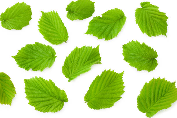 istock hazelnut leaves isolated on white background. top view 1277778800