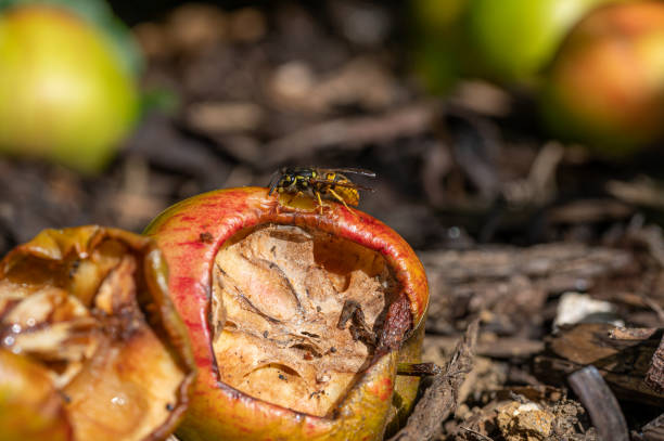 vespula germanica, vespa de jaqueta amarela europeia comendo uma maçã descartada - rotting fruit wasp food - fotografias e filmes do acervo