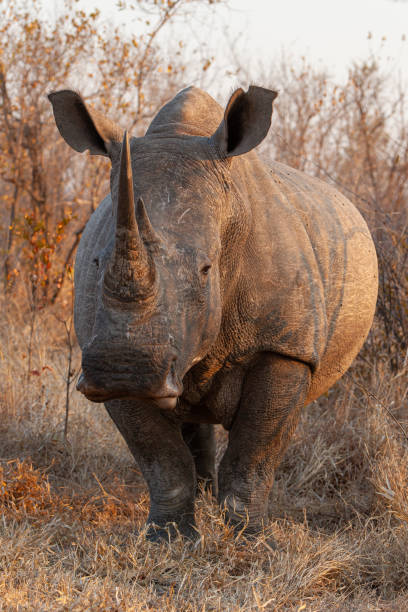 istock White Rhino Bull Portrait 1277780334
