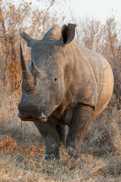 istock White Rhino Bull Portrait 1277780954