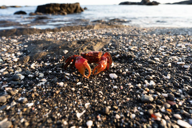 istock Fellow of the red-clawed marsh crabs wandering the coast 1277782282