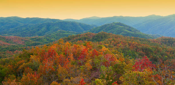 scenery autumn forest on the mountains at sunrise. - 5105 imagens e fotografias de stock