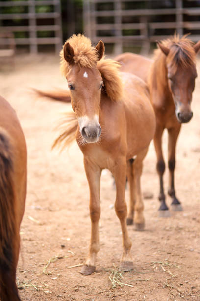 istock stylish hair horse 1277782853