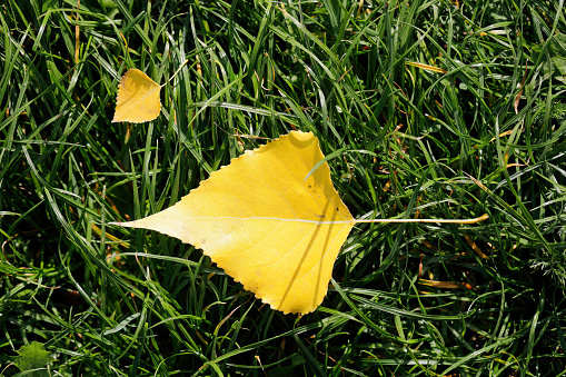 Distinctive, triangular / deltoid-shaped yellow leaf from a black poplar tree (Populus nigra) fallen to the ground in autumn.