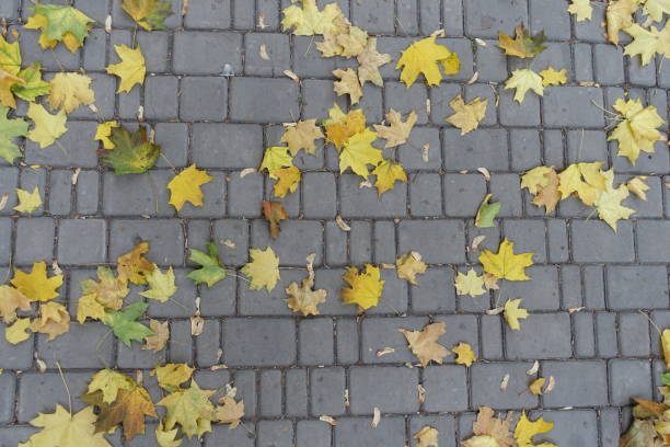 istock Maple leaves on the pavement from above 1277783800