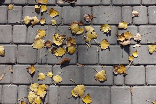 istock Cottonwood leaves on the pavement from above 1277783808