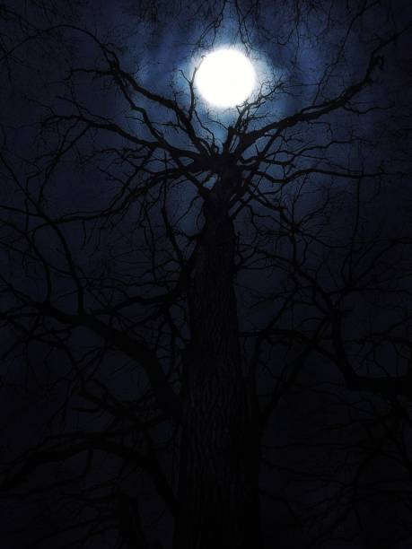 istock Moon shines through the branches of an old tree. Bright moon in the night sky. 1277783878