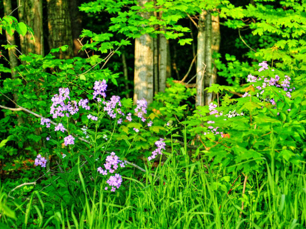 istock Wild Flowers along a woods edge-Howard County Indiana 1277785426