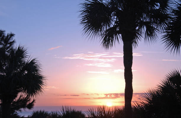 Beautiful Beach Sunrise with Palm Trees-Hilton Head,  SC
