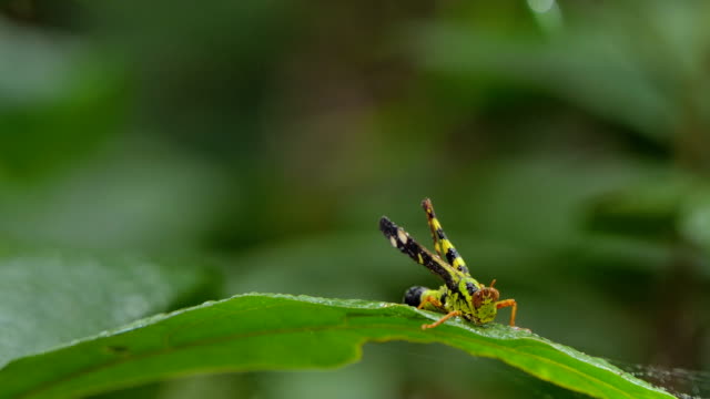 Green spot monkey grasshopper on green leaf in tropical rain forest.