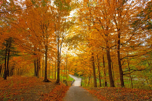 Red yellow green leaves