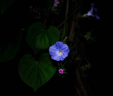 Close up of blooming morning glory flowers. Several delicate blue and pink buds of ipomoea blossoming in sunny summer garden near house. Beautiful nature of Croatia.