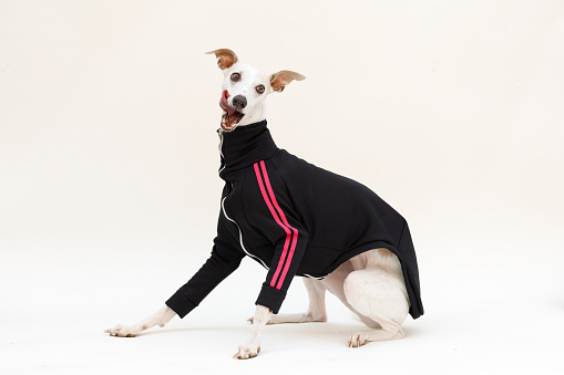 Studio photos for a pet clothing brand