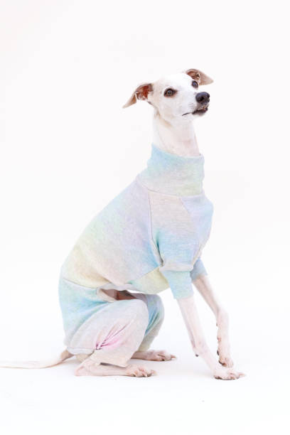 istock Funny whippet sitting and wearing sweater 1277786627