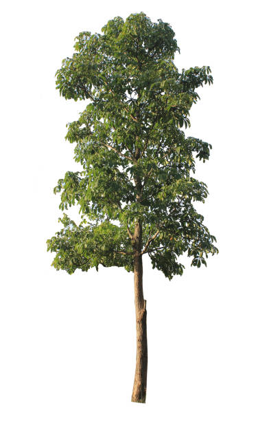 isolierten teakbaum auf weißem hintergrund. - teak tree stock-fotos und bilder