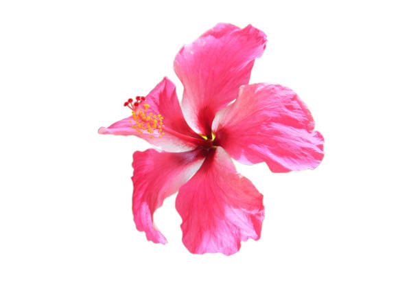 istock isolated​ pink Hibiscus flower on​ white​ background.​ 1277787212