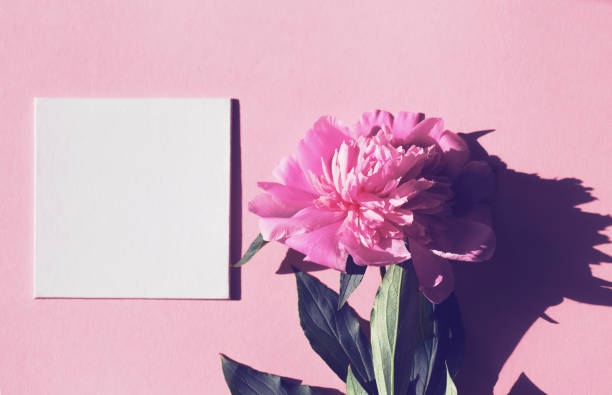 istock Pink peony flower with white empty blank for text on pastel background. 1277787262