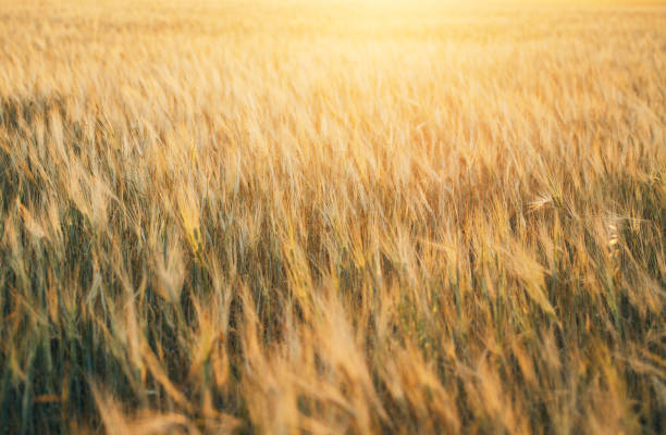 istock Beautiful wheat field in summer at sunset. Nature background 1277787269