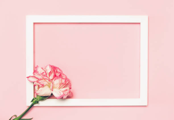 istock Creative layout made of colorful carnation flower with white frame 1277787339