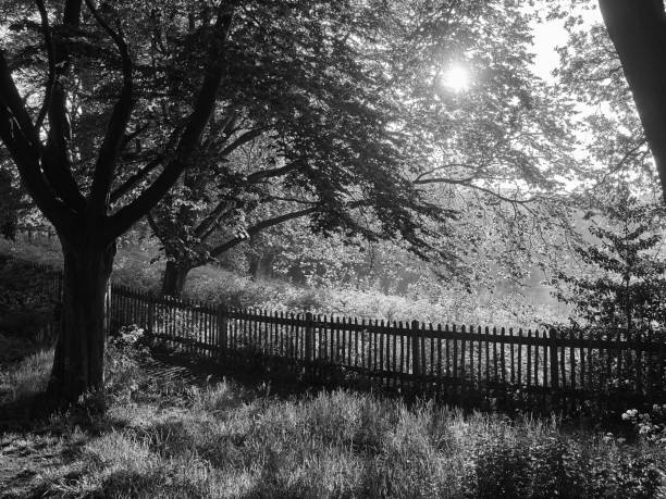 Monochrome image of tree in shadow near a picket fence with the sun breaking through the foliage.