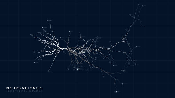 neuronensystemmodell. neuronale netzstruktur. forschung des menschlichen nervennetzes. digitaler künstlicher organismus. datenanalyse der menschlichen mindcells. - nervenzelle stock-grafiken, -clipart, -cartoons und -symbole