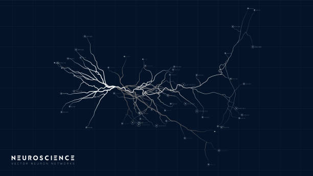 ilustraciones, imágenes clip art, dibujos animados e iconos de stock de modelo de sistema de neuronas. estructura de la red neuronal. investigación de la red nerviosa humana. organismo artificial digital. análisis de datos de células mentales humanas. - nerve cell human nervous system biology synapse