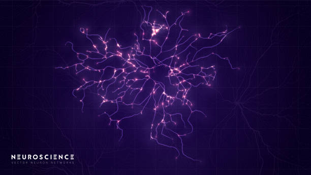 system neuronów złożony model. neuronowa struktura sieci. badania ludzkiej sieci nerwów. cyfrowy sztuczny organizm. analiza danych komórek ludzkich umysłu. - model organism stock illustrations