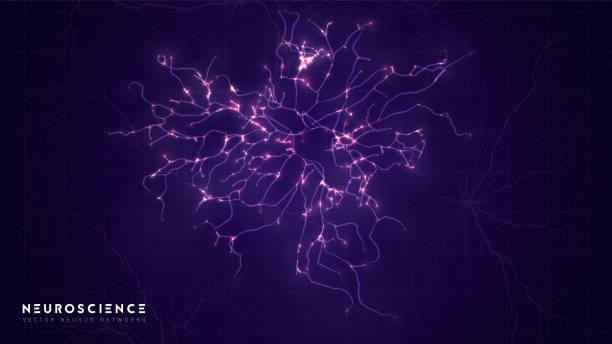 Neuron system complex model. Neural net structure. Research of the human nerve network. Digital artificial organism. Human mind cells data analysis. Neuron system complex model. Neural net structure. Research of the human nerve network. Digital artificial organism. Human mind cells data analysis neuron axon stock illustrations