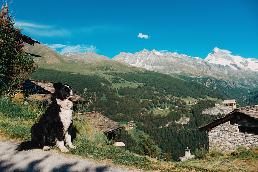 Dog in a mountain village in Valais valley in Switzerland