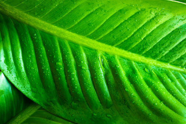 istock abstract green leaf texture, nature background, tropical leaf 1277791779