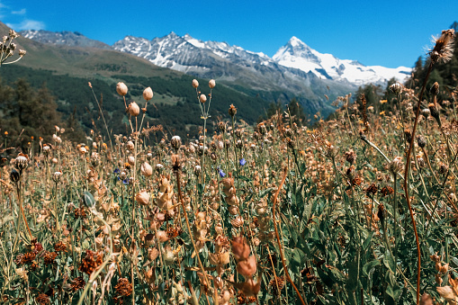 Mountain field flowers in Val d'Hérens in Valais, Switzerland