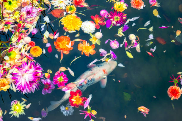 Colorful Dahlia flower heads are floating in garden pond and a Koi carp is swimming underneath