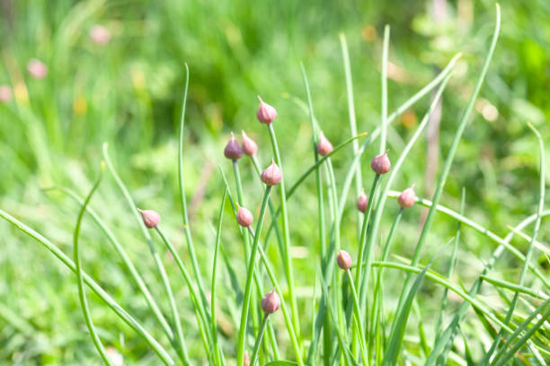 Pink buds of onions growng in sunny light spring garden, selective focus Pink buds of onions growng in sunny light spring garden. Chives about to bloom, selective focus chives allium schoenoprasum purple flowers and leaves stock pictures, royalty-free photos & images