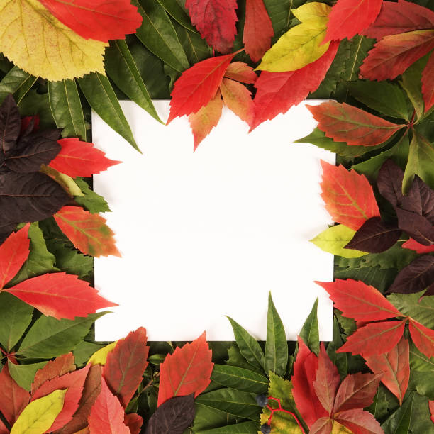 istock Trendy seasonal autumn fall colorful leaves text frame background 1277792011